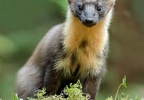 Pine marten recorded at Gilfach Nature Reserve for the first time