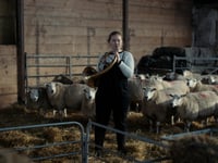 Sheep Festival teams up with cinema to present documentary screening