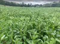 Powys farmer saves £2,500 on winter feed with home-grown protein crop