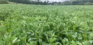 Powys farmer saves £2,500 on winter feed with home-grown protein crop