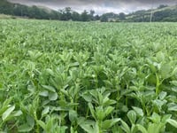 Powys farmer saves £2,500 on winter feed with home-grown protein crop
