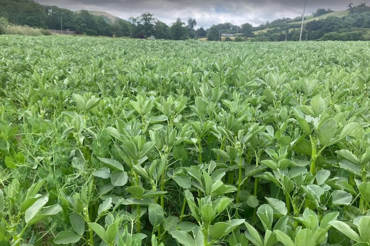 Peas and beans growth by 25 July 2024