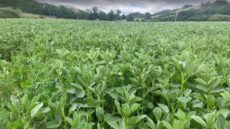 Peas and beans growth by 25 July 2024