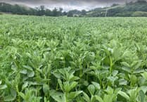 Powys farmer saves £2,500 on winter feed with home-grown protein crop