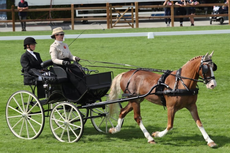 Dressage action