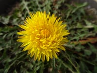 Rare plants reintroduced at Pentwyn Farm in Radnorshire