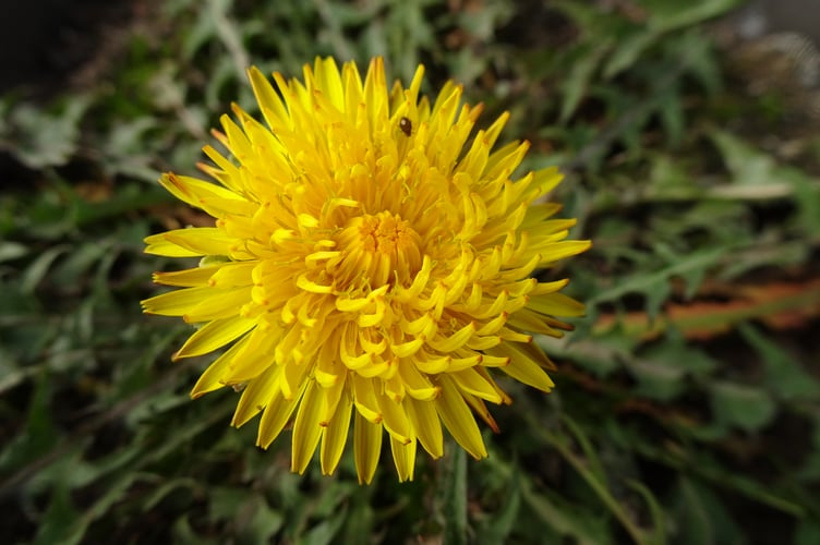 Radnorshire Wildlife Trust has teamed up with The Rare British Plants Nursery, to give some of Wales’ rarest wild plants a new home at Pentwyn Farm, a 164-acre site near Llanbister in Mid Wales. The site is being transformed through rewilding and nature-led restoration to boost biodiversity and help wildlife thrive.