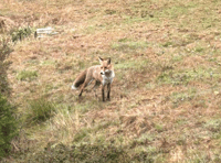 Video: Picture This - Animal photography