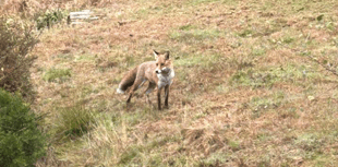 Video: Picture This - Animal photography