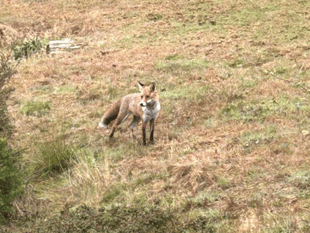 Video: Picture This - Animal photography
