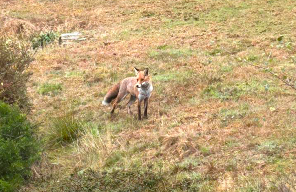 Video: Picture This - Animal photography