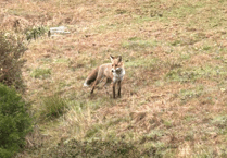 Video: Picture This - Animal photography