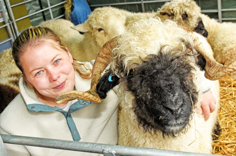 Nicola Matthews with Socks, her six-year old-Valley Blacknose sheep