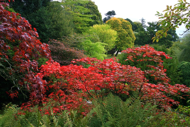 Brilliant autumn colours predicted at Hergest Croft Gardens
