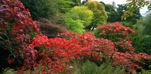 Brilliant autumn colours predicted at Hergest Croft Gardens