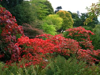 Brilliant autumn colours predicted at Hergest Croft Gardens