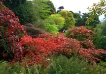 Brilliant autumn colours predicted at Hergest Croft Gardens