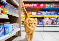 Mid Wales wanderer scoops trophy at National Cat Awards 2025