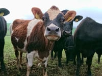 First Wales bluetongue virus case confirmed in Powys