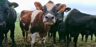 First Wales bluetongue virus case confirmed in Powys