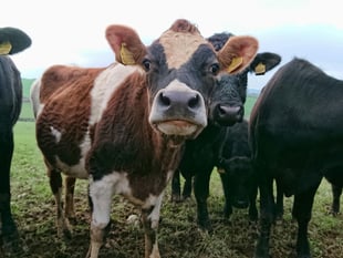 First Wales bluetongue virus case confirmed in Powys