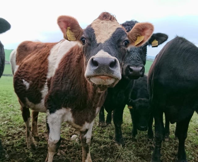 First Wales bluetongue virus case confirmed in Powys