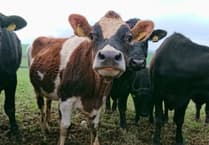 First Wales bluetongue virus case confirmed in Powys