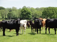 Two new Powys cases of Bluetongue confirmed by Welsh Government