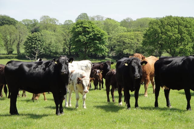 Two new Powys cases of Bluetongue confirmed by Welsh Government