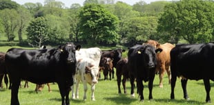 FUW urges vigilance after bluetongue virus reaches Wales