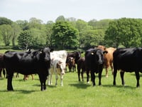 Two new Powys cases of Bluetongue confirmed by Welsh Government