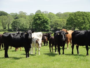 Two new Powys cases of Bluetongue confirmed by Welsh Government