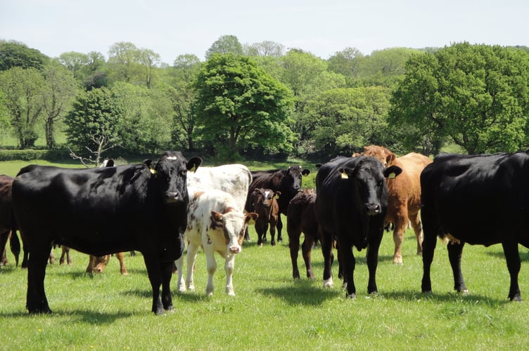 FUW cattle