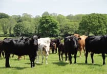 FUW urges vigilance after bluetongue virus reaches Wales