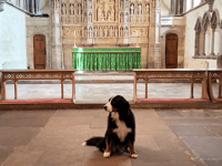 Brecon Cathedral set for pets this weekend