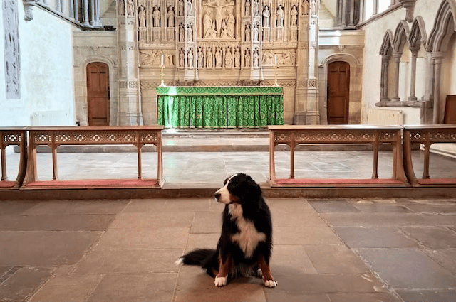 Brecon Cathedral set for pets this weekend