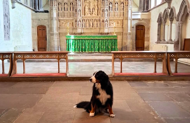 Brecon Cathedral, pet service