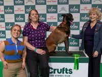 Crufts begins search for Nation’s Hero Dog 2026