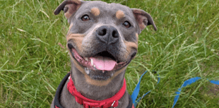 RSPCA urges people to adopt ‘every kind’ of dog