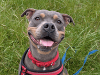 RSPCA urges people to adopt ‘every kind’ of dog