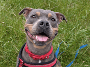 RSPCA urges people to adopt ‘every kind’ of dog