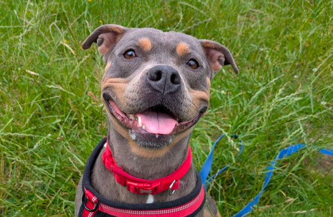 RSPCA