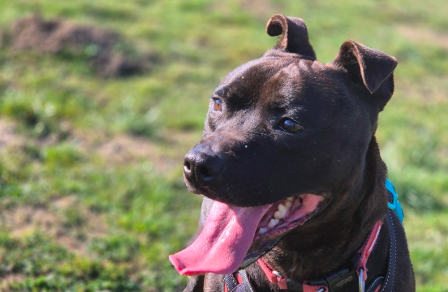 RSPCA