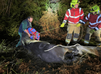 Brecon fire crew help save fallen horse