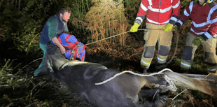 Brecon fire crew help save fallen horse