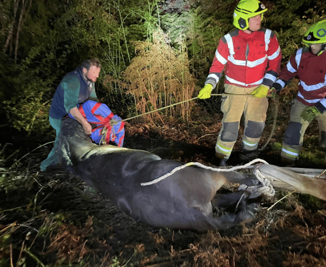 Brecon fire crew help save fallen horse