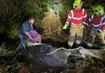 Brecon fire crew help save fallen horse