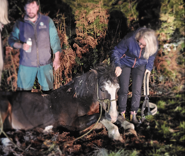 Horse saved Brecon fire crew