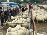 Strong trade at Knighton despite tougher conditions