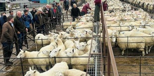 Strong trade at Knighton despite tougher conditions